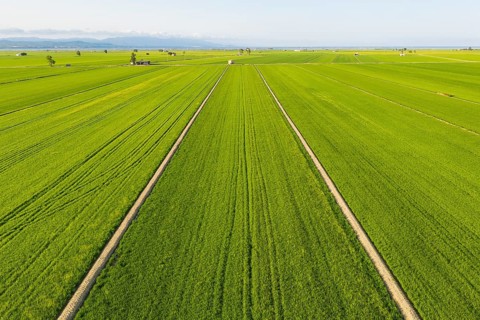 Rice fields
