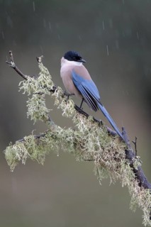 Azure-winged Magpie