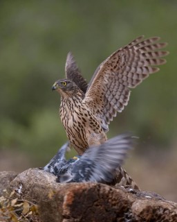 Northern goshawk