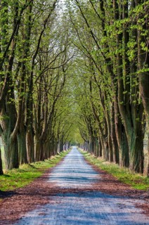 Chestnut avenue in early spring
