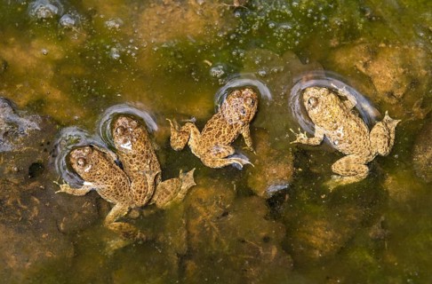 Group of young yellow-bellied toads