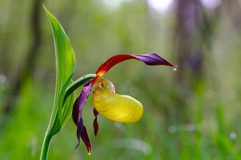 Yellow lady's slipper orchid