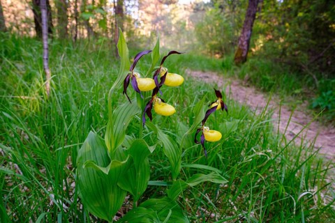 Yellow lady's slipper orchid