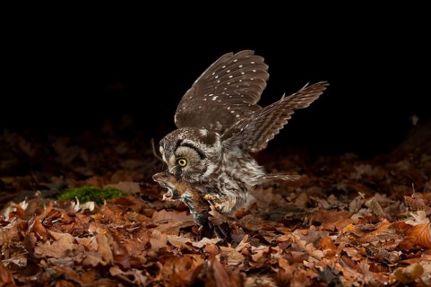 Tengmalm's owl