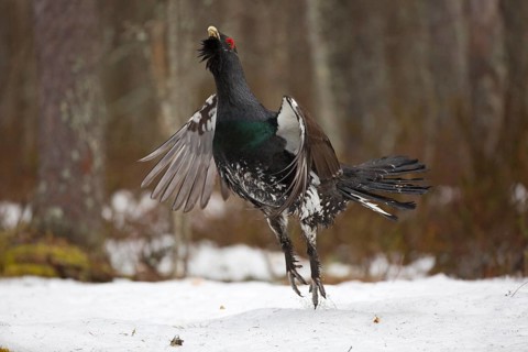 Western capercaillie