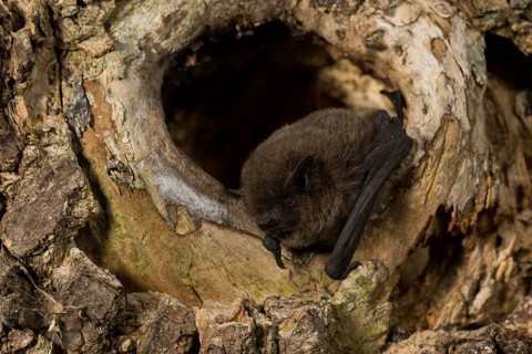 Nathusius's pipistrelle