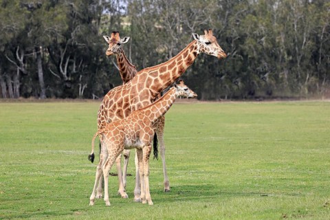 Rothschild's giraffe