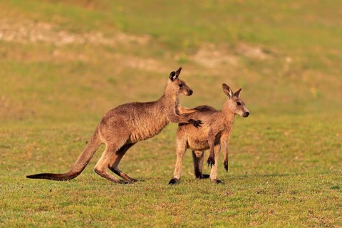 Eastern grey kangaroo