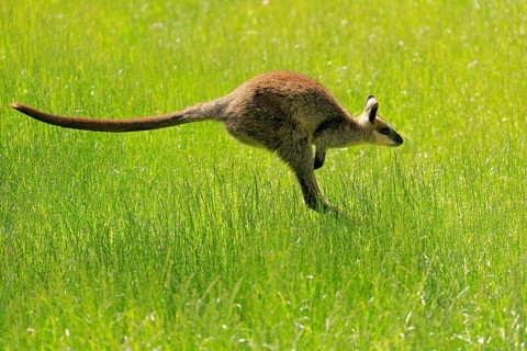 Swamp wallaby
