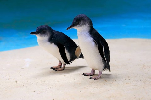 Little penguin
