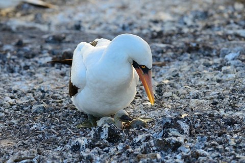 Nazca booby