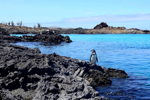 Galapagos Penguin