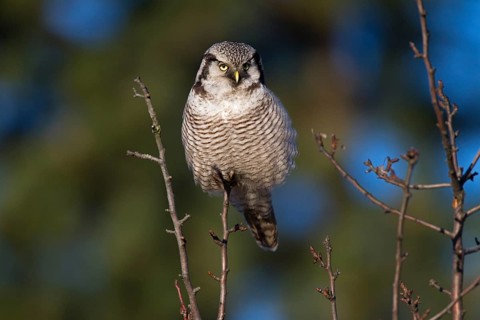 Northern Hawk Owl