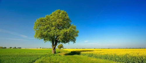 Cultural landscape in spring