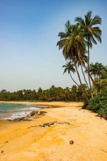 Palm trees on the sandy beach in Neekreen near Buchanan