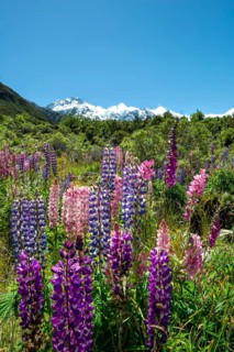 Purple Multileaved Lupines