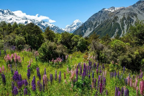 Purple multileaved lupines