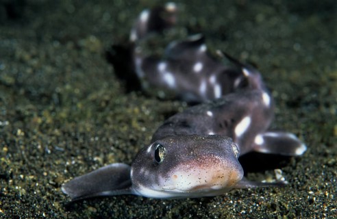 Whitespotted bamboo shark