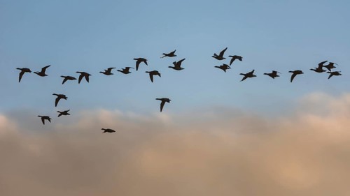 Brent Geese