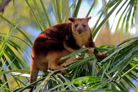 Goodfellow tree kangaroo