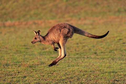 Eastern grey kangaroo