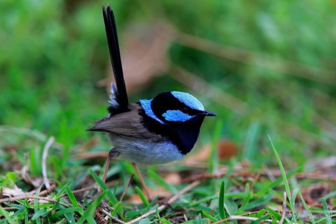 Superb fairywren