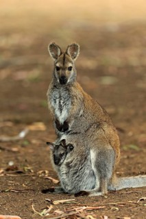 Red-necked wallaby