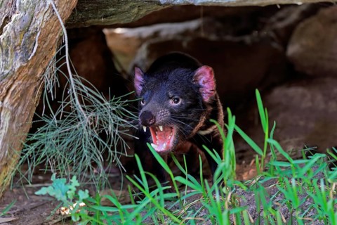 Tasmanian devil