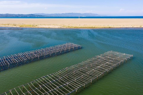 Mussel and oyster farming in the Bahia del Fangar