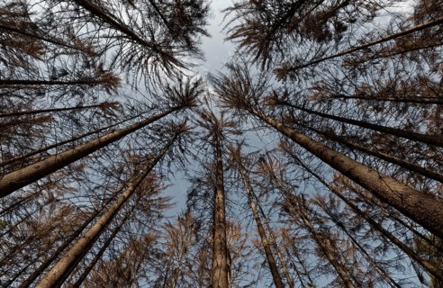 Dead spruce