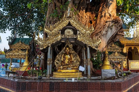 Buddhas in a Banyan tree