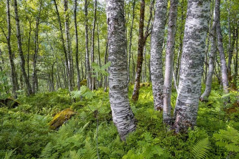 Birch trees in the forest