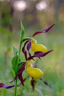 Yellow lady's slipper orchid