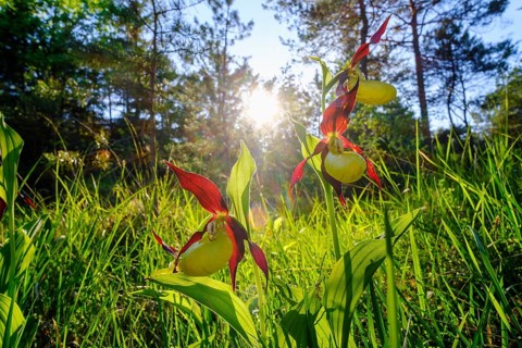 Yellow lady's slipper orchid