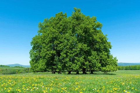 Linden trees