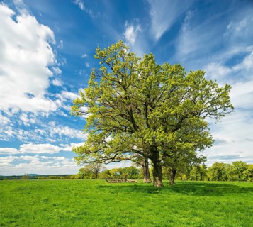 Green meadow with group of trees in spring