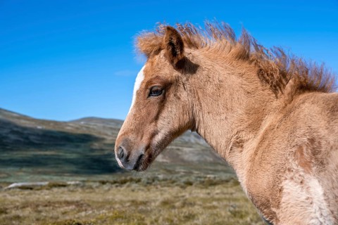 Norwegian fjord horse