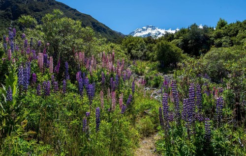 Walking path through purple multiflora lupines