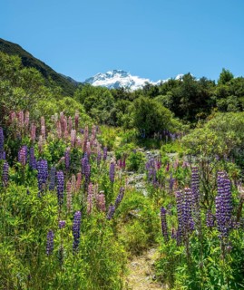 Walking path through lupines