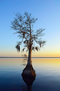 Bald cypress