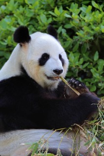 Giant Panda