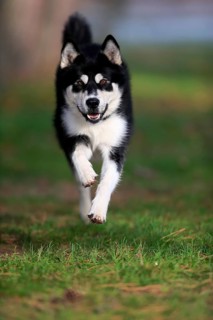 Alaskan Malamute
