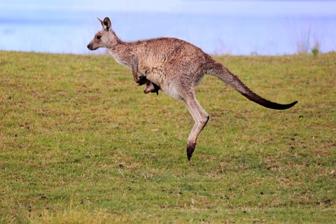 Eastern grey kangaroo