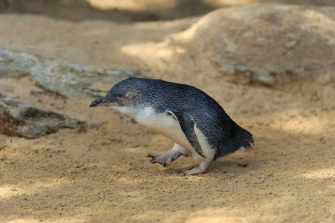 Little penguin