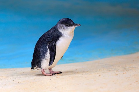Little penguin
