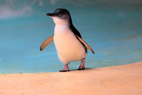 Little penguin