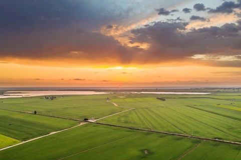 Rice fields