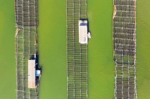 Mussel and oyster farming in the Bahia del Fangar