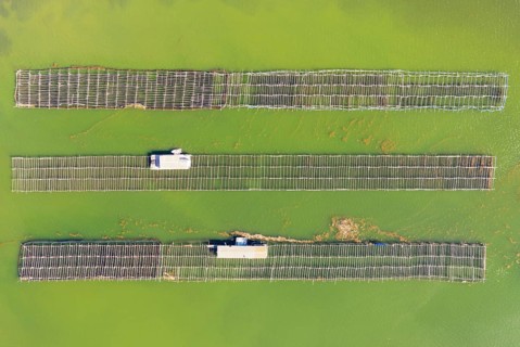 Mussel and oyster farming in the Bahia del Fangar