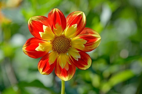 Dahlia